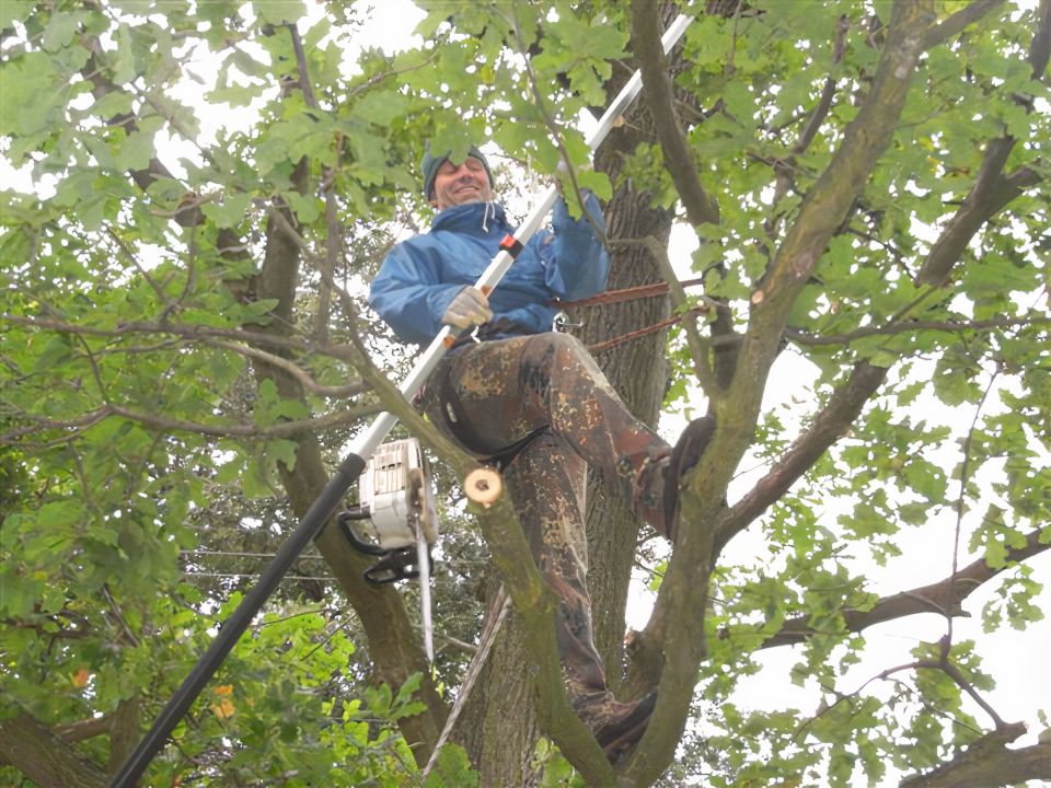 Arborista při práci ve vzrostlém stromu