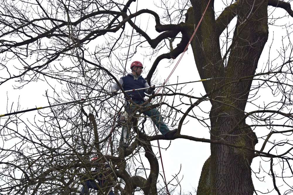  Ukázka realizace: arboristika, projekt Dobročinná akce v Hůrkách