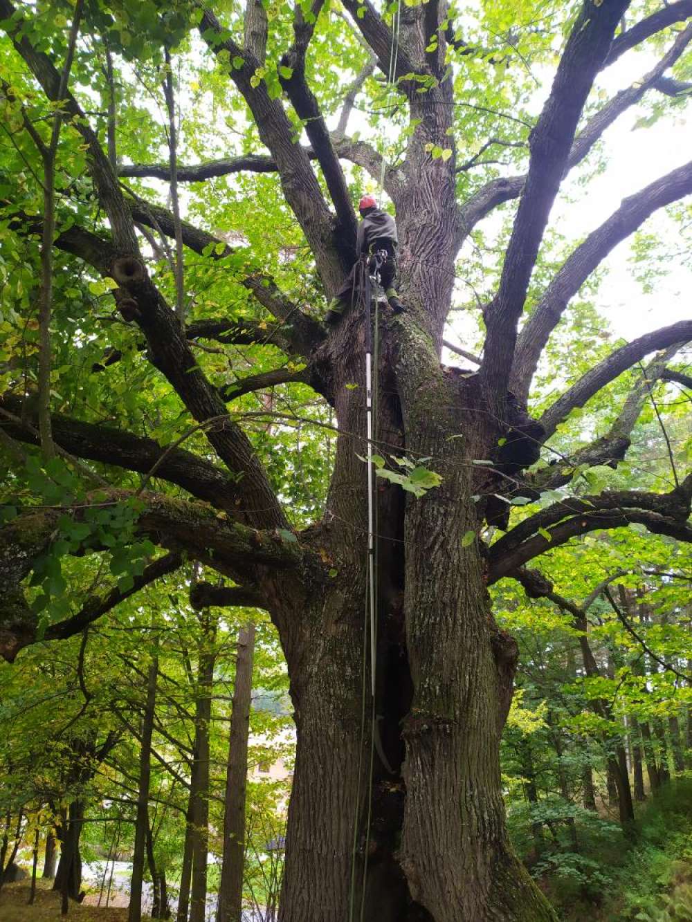  Ukázka realizace: arboristika, projekt Arboristické zakázky 2020-2023