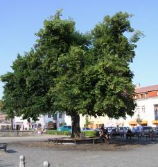 Ošetřování dřevin