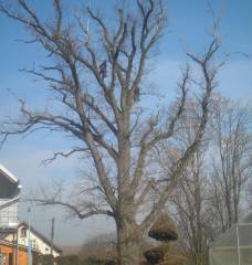 Seznam vybraných arboristických zakázek v letech 2020-2023