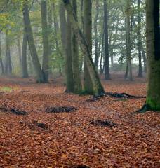 Seznam vybraných arboristických zakázek v letech 2020-2023