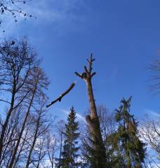 Seznam vybraných arboristických zakázek v letech 2020-2023