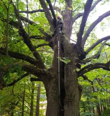 Seznam vybraných arboristických zakázek v letech 2020-2023