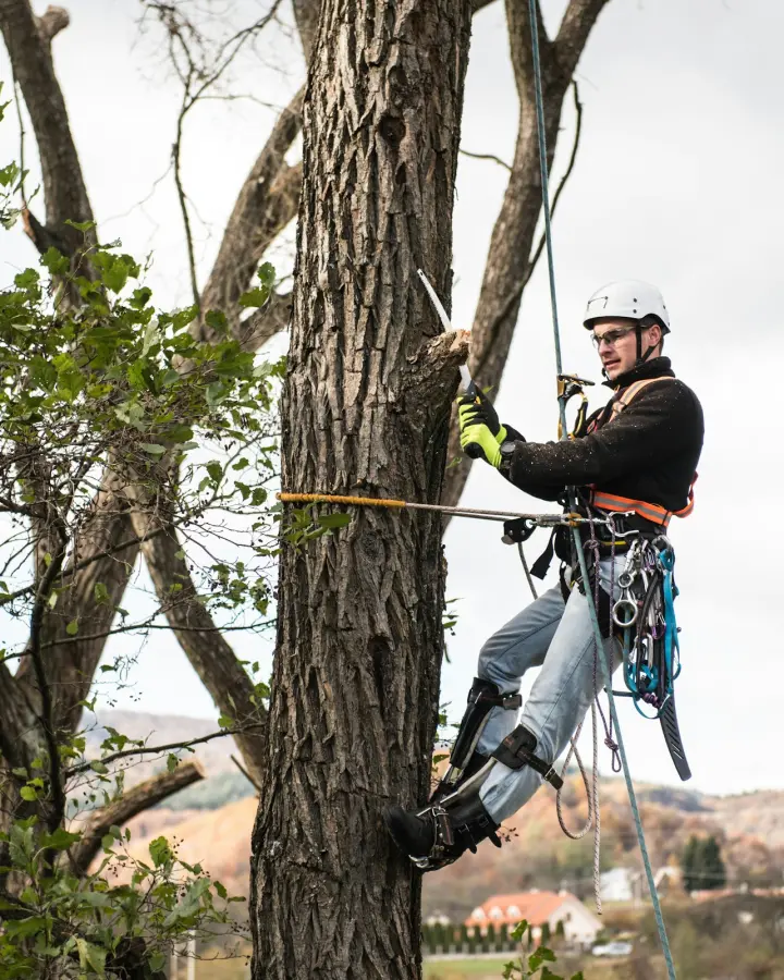 Arborista při odborném řezu stromu