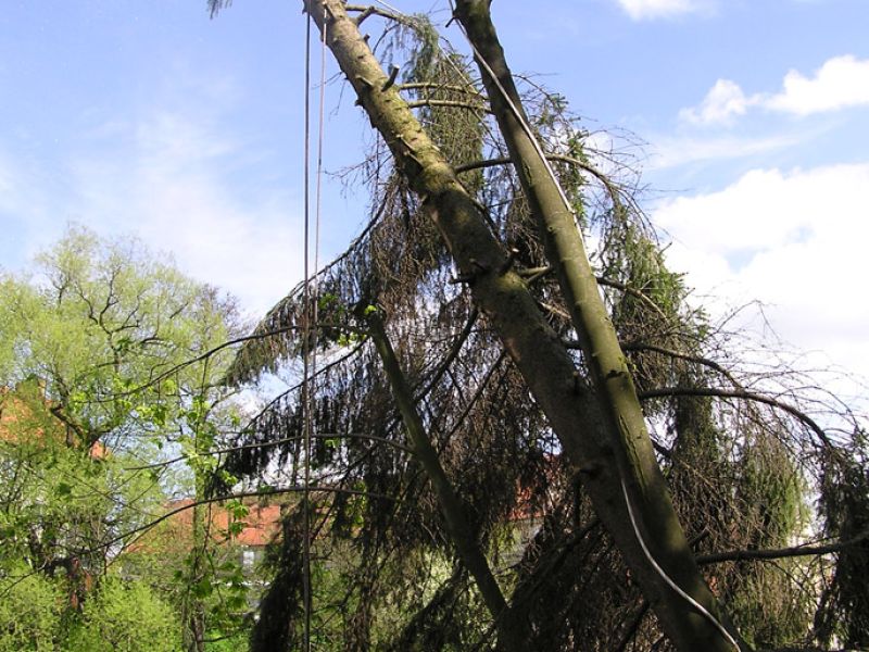 Kácení stromů nad řekou