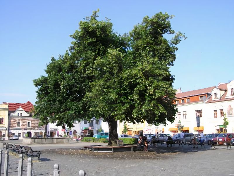 Lípa na Sušickém náměstí