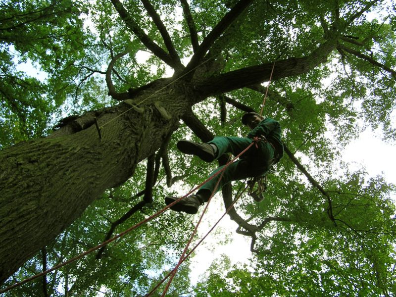 Arboristika reference