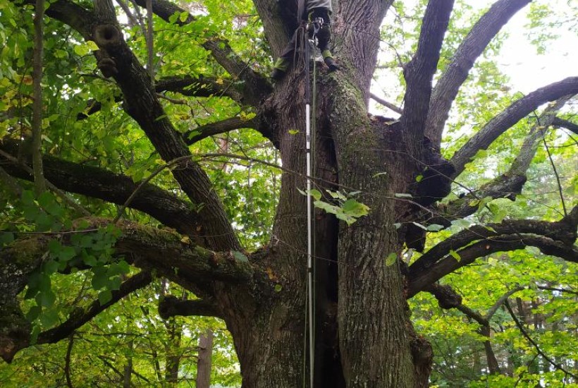 Seznam vybraných arboristických zakázek v letech 2020-2023
