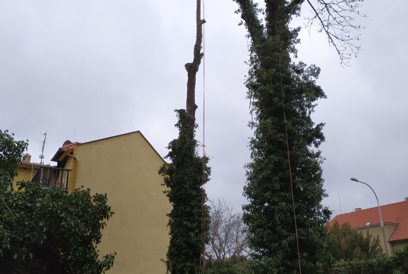 O kácení stromů