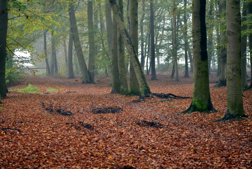 Seznam vybraných arboristických zakázek v letech 2020-2023