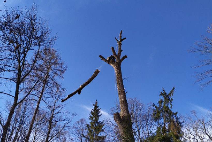 Seznam vybraných arboristických zakázek v letech 2020-2023