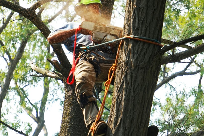 Seznam vybraných arboristických zakázek v letech 2013-2015