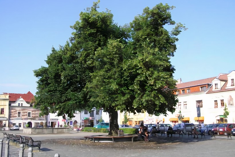 Ošetřování dřevin