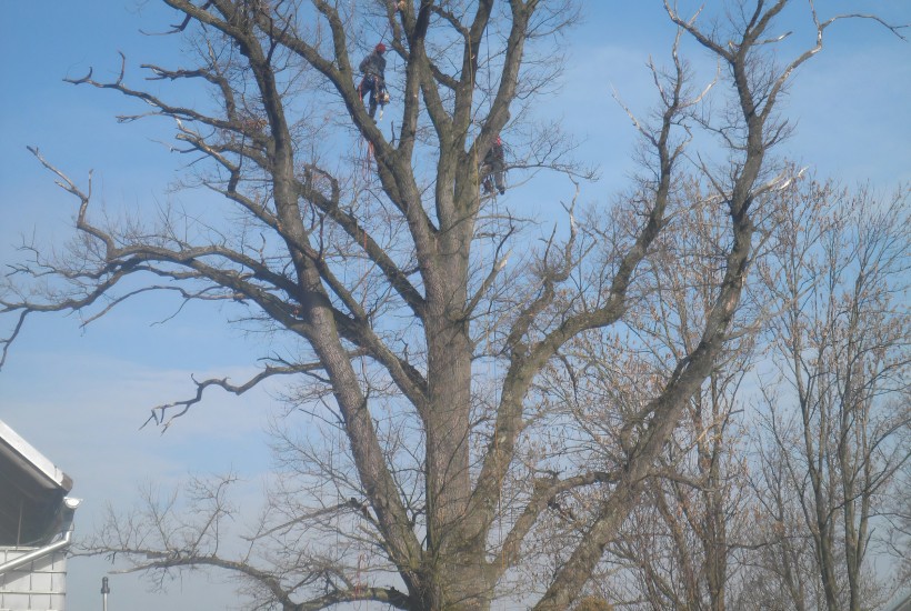 Seznam vybraných arboristických zakázek v letech 2020-2023