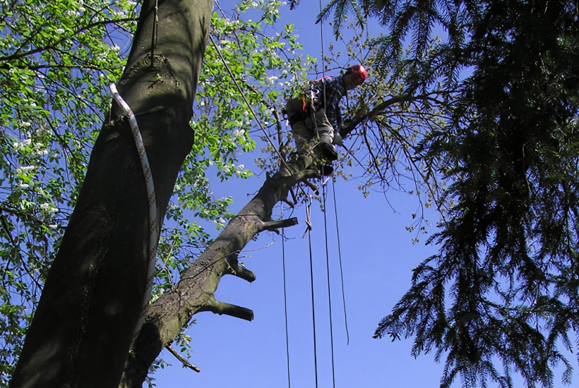 Kácení stromů nad řekou