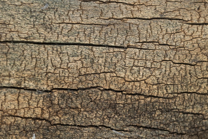 Dendrologický průzkum