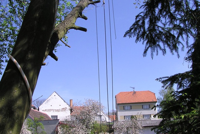 O kácení stromů