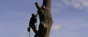 Rizikové kácení stromů